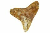 Fossil Bull Shark Tooth (Carcharhinus) - Angola #259475-1